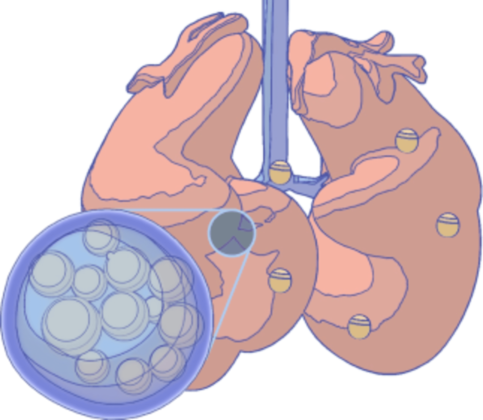 what-is-coccidioides-anivive-lifesciences